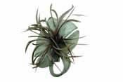 Kangol, Fl�chet, chapeaux et casquettes, mod�le   Peigne sinamay avec plumes